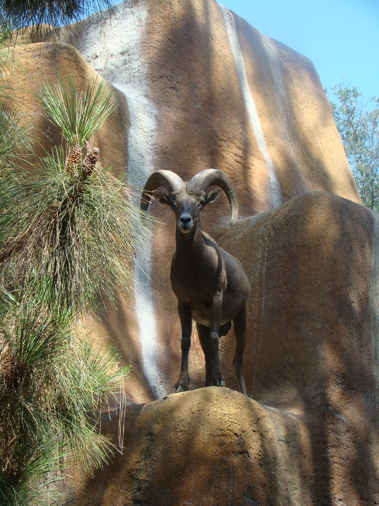 Bighorn Sheep at the Los Angeles Zoo
