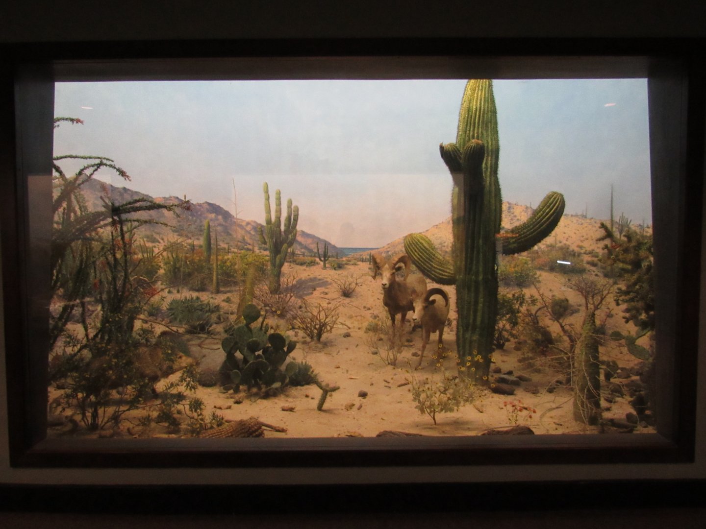 Bighorn Sheep & Collared Peccary Diorama