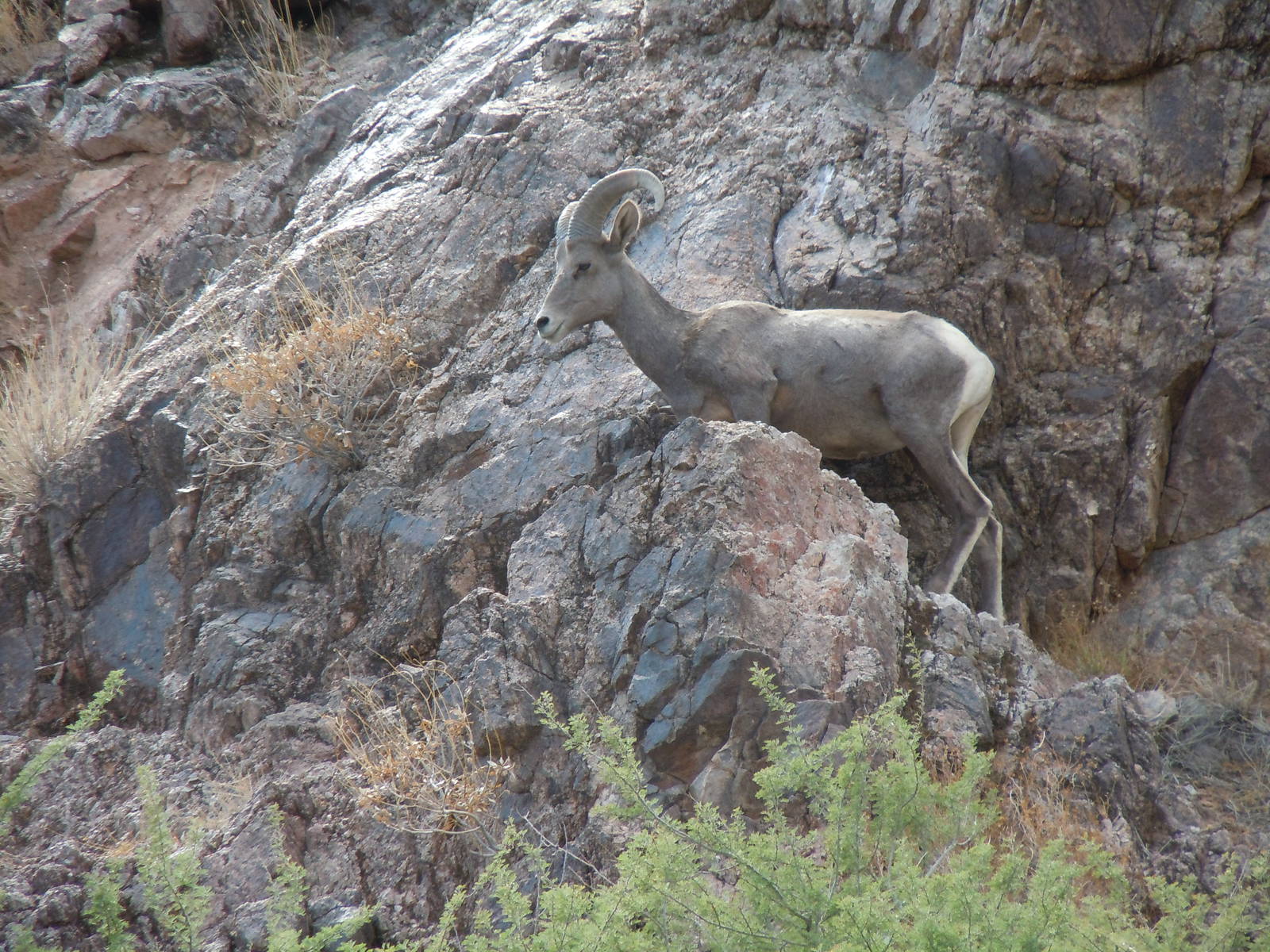 Bighorn Sheep - Colorado River Banks