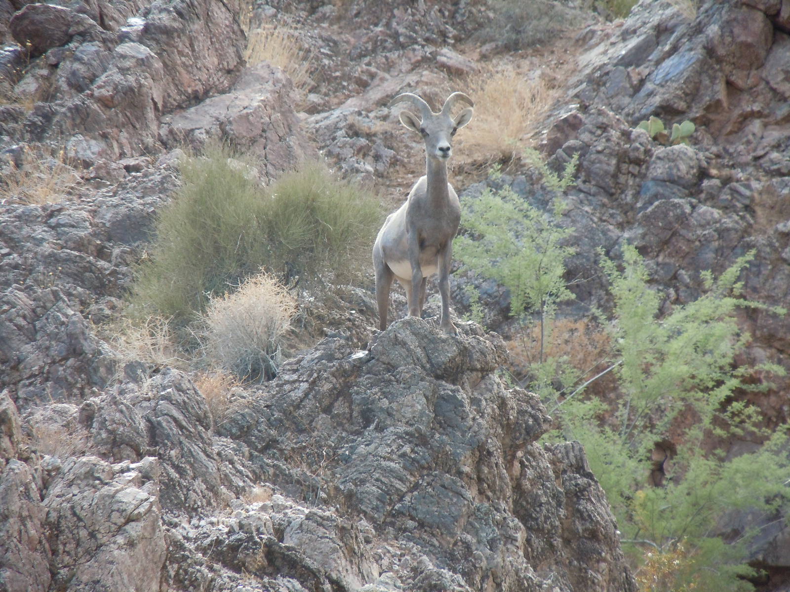 Bighorn Sheep - Colorado River Banks