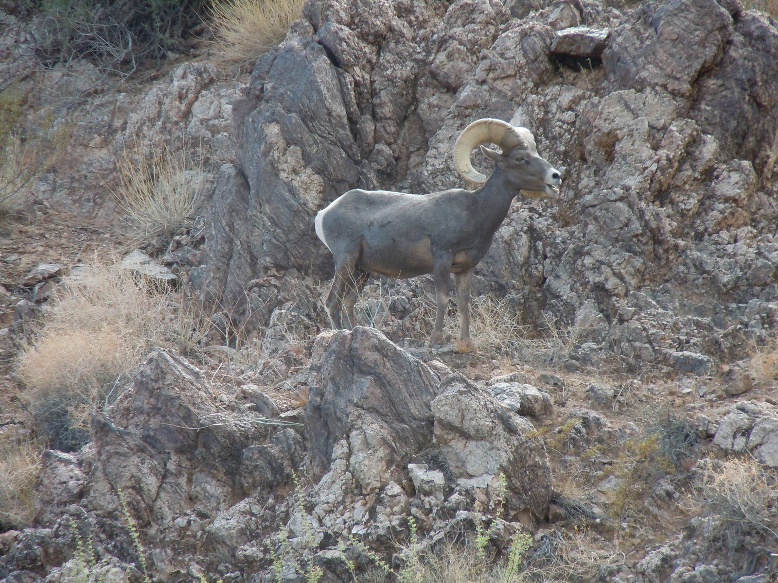 Bighorn Sheep - Colorado River Banks