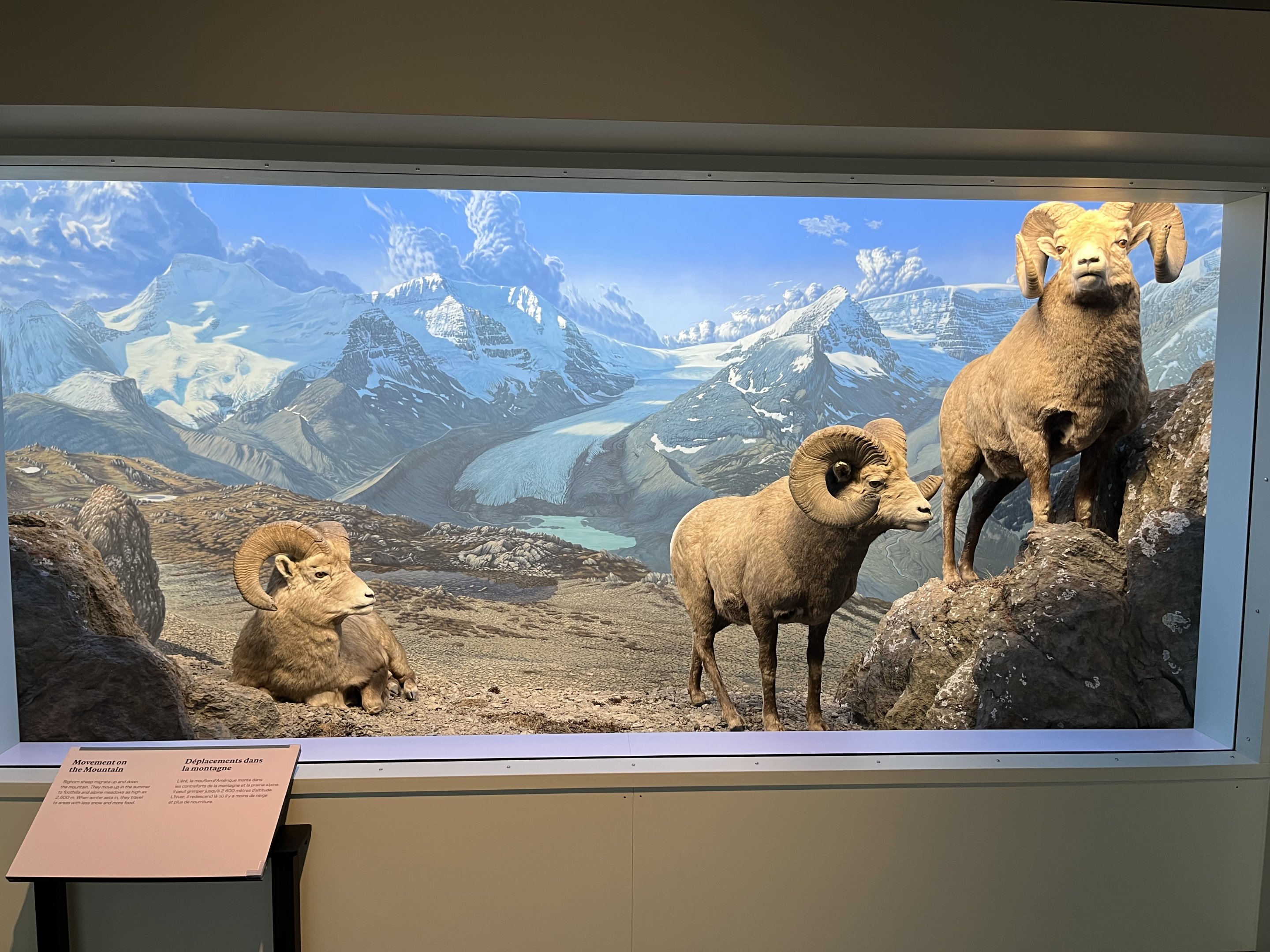 Bighorn Sheep Diorama