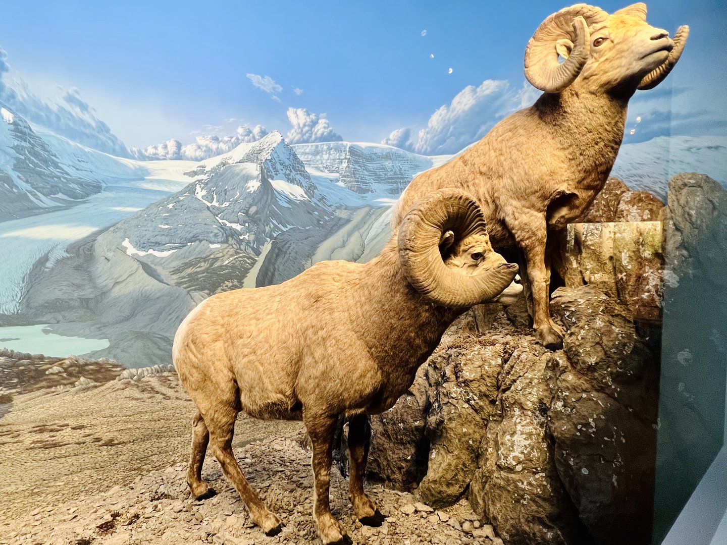 Bighorn Sheep Diorama