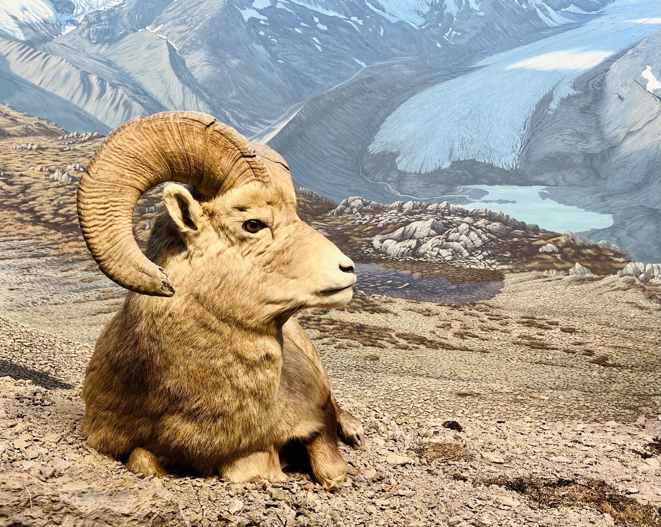 Bighorn Sheep Diorama