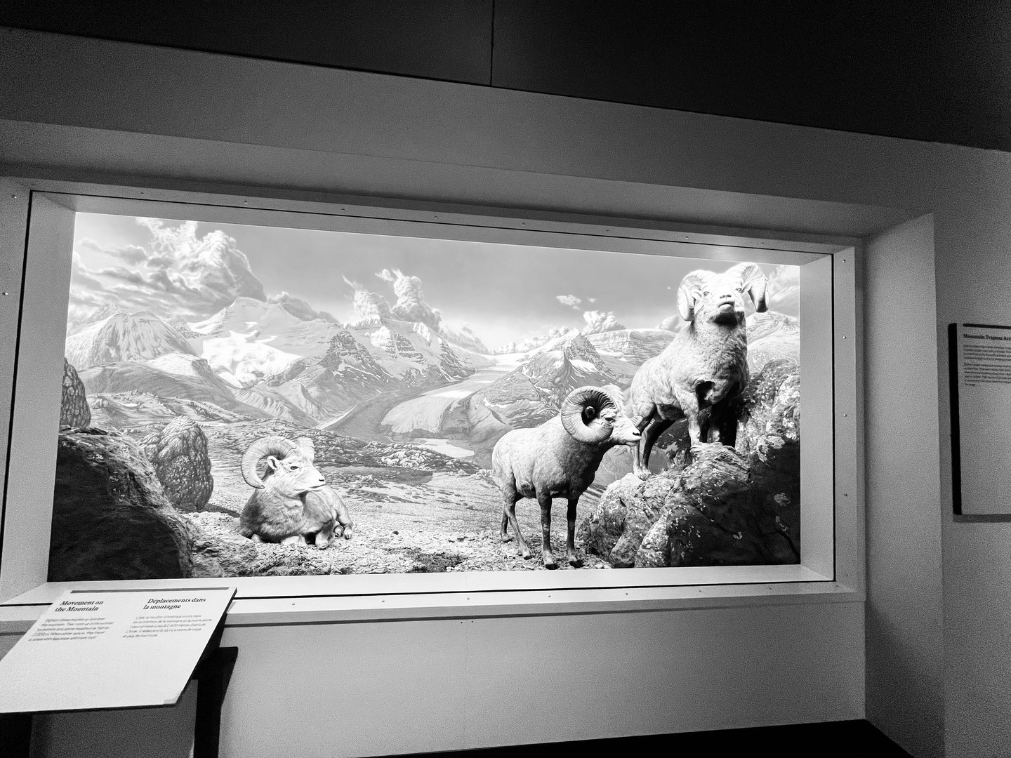 Bighorn Sheep Diorama