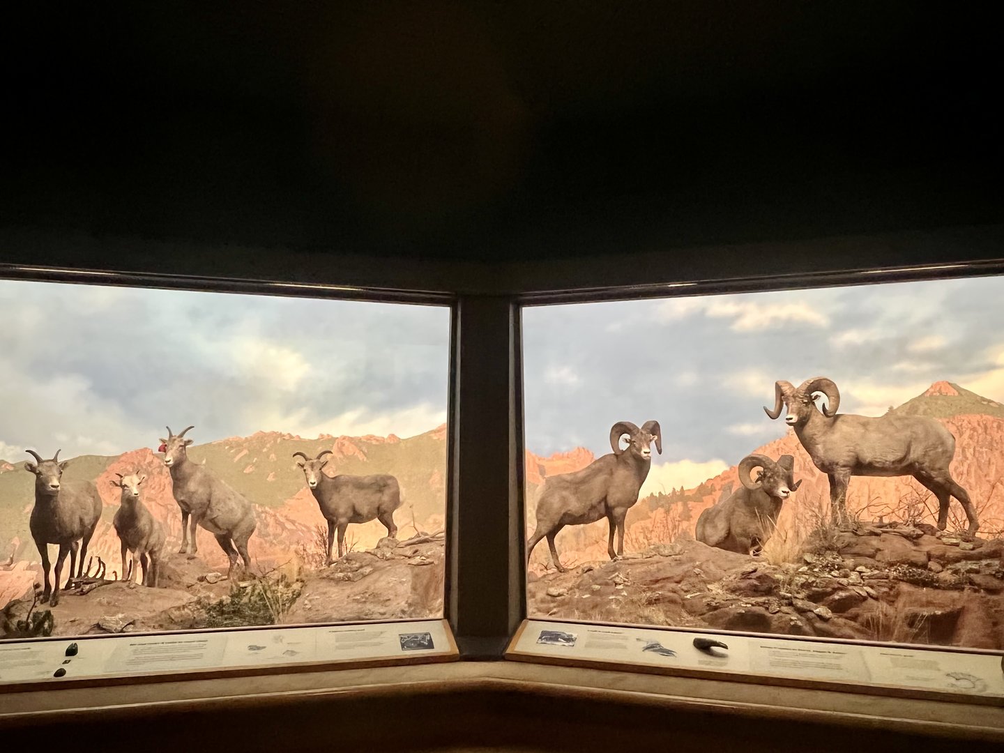 Bighorn Sheep Diorama