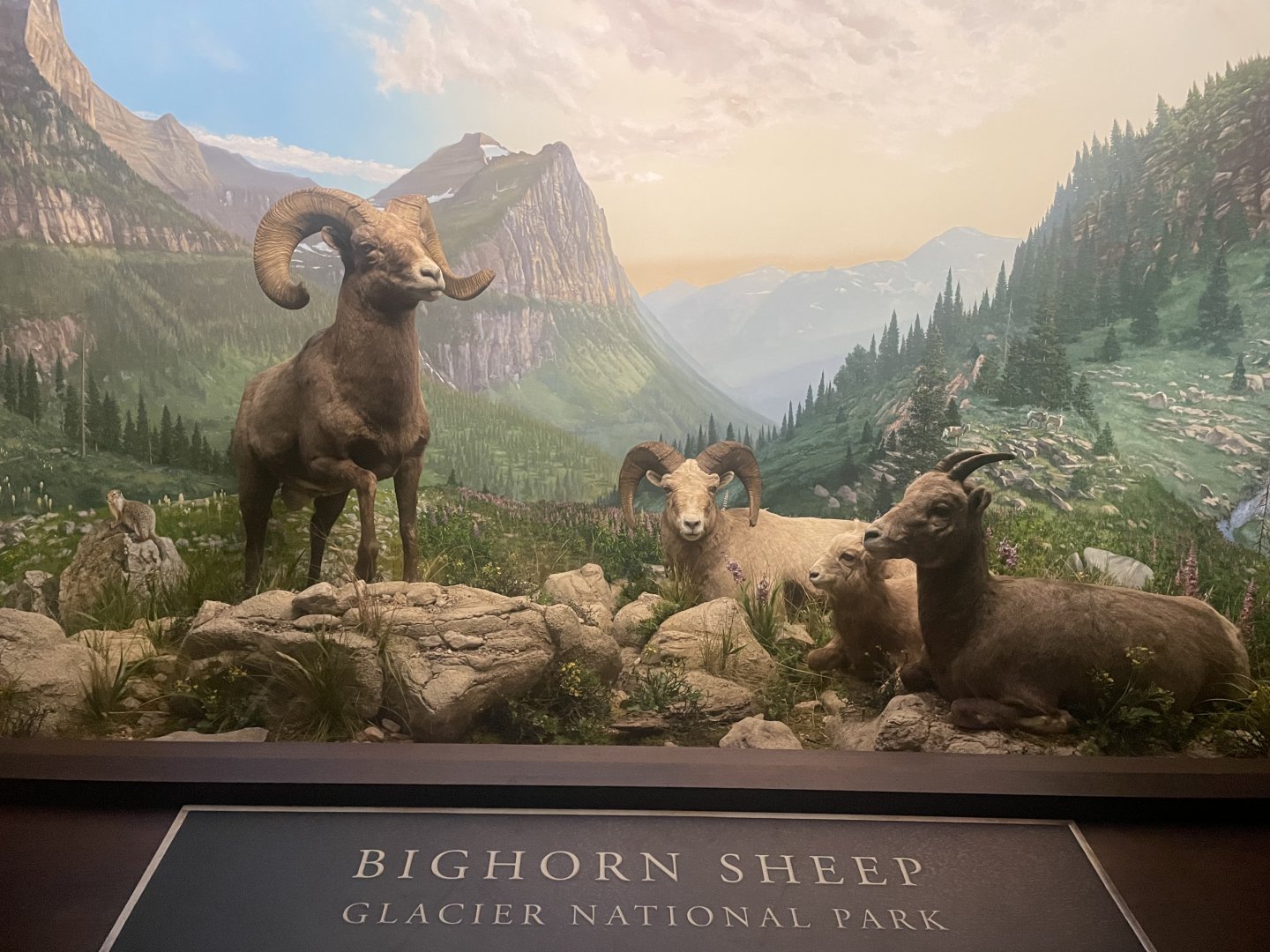 Bighorn Sheep Diorama