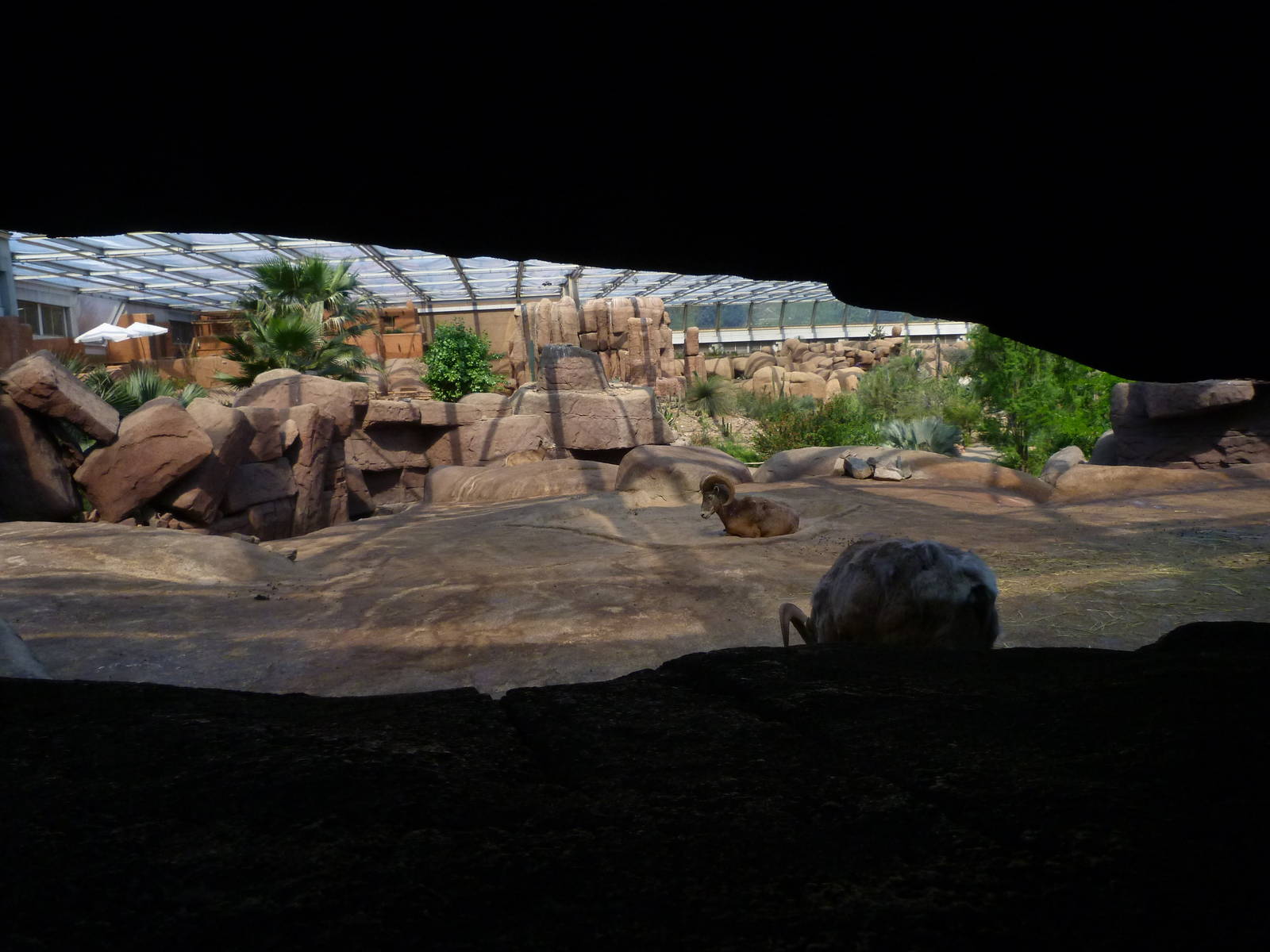 Bighorn sheep enclosure in Burgers' desert