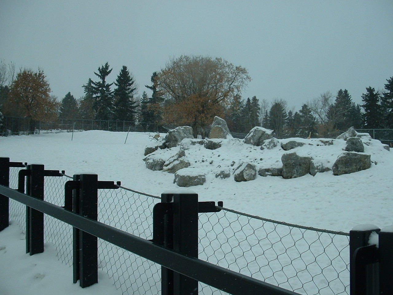 Bighorn Sheep Enclosure - Nov 2012