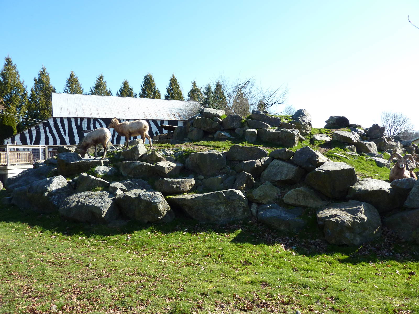 Bighorn Sheep Enclosure