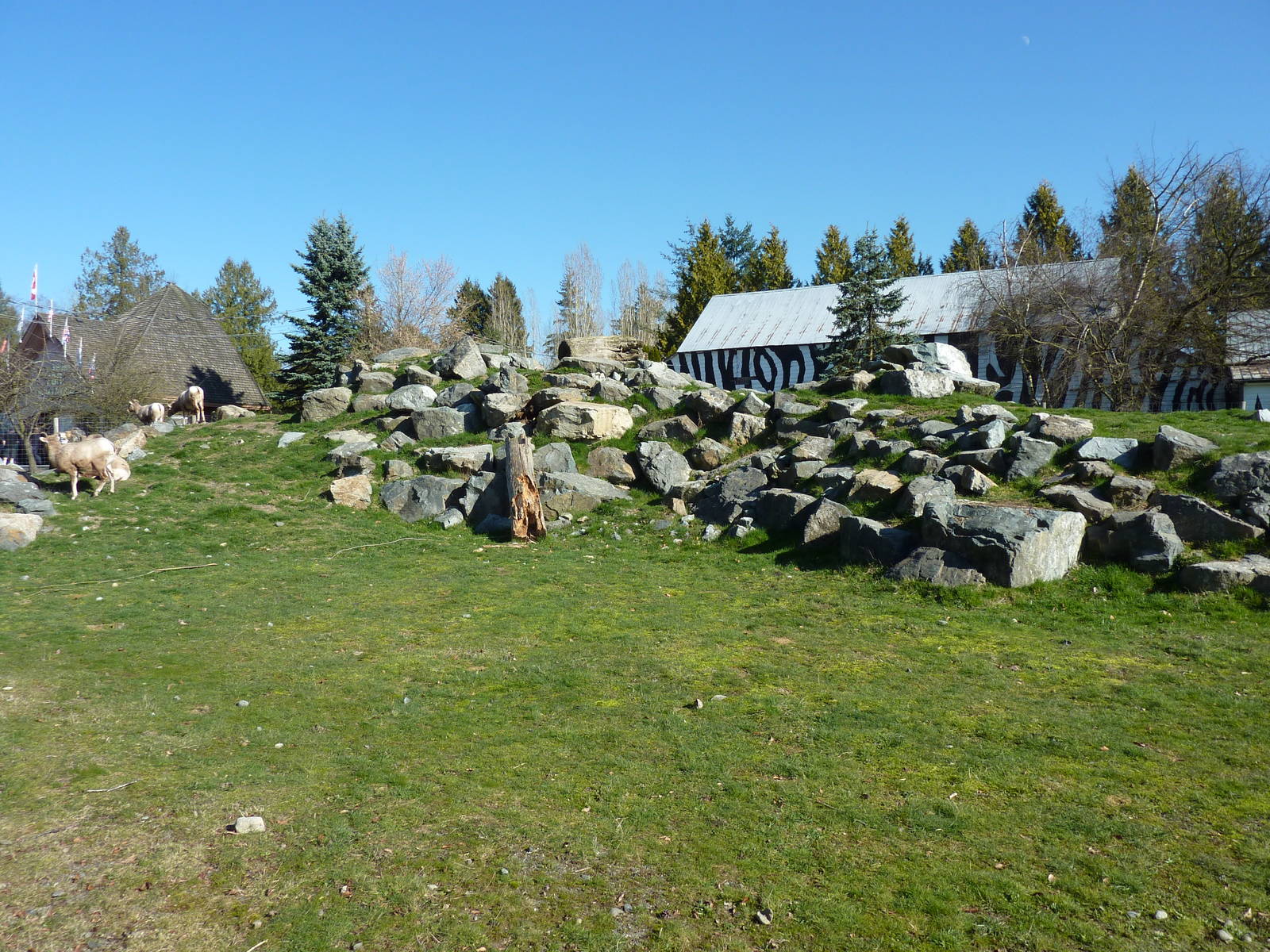 Bighorn Sheep Enclosure