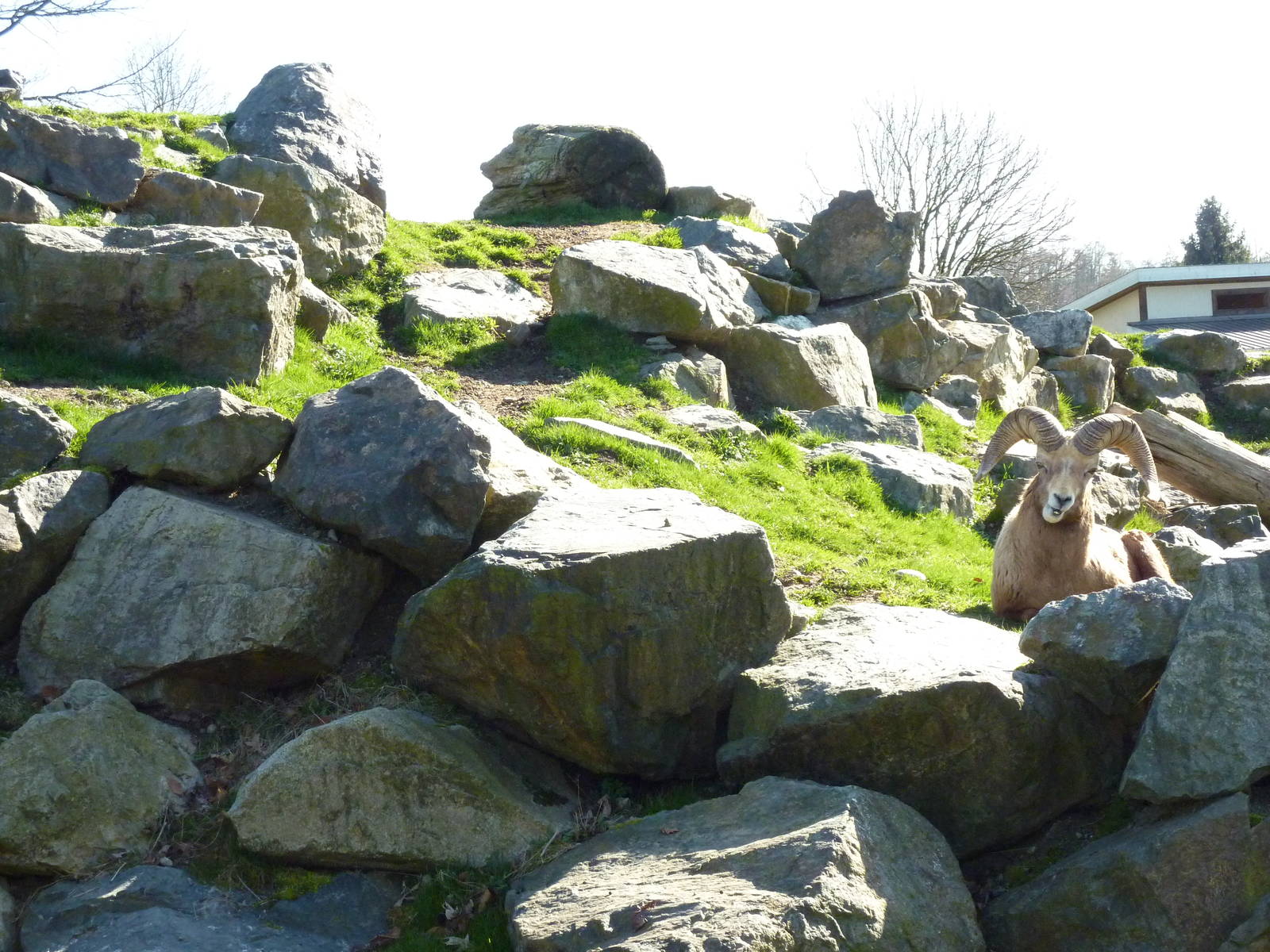 Bighorn Sheep Enclosure