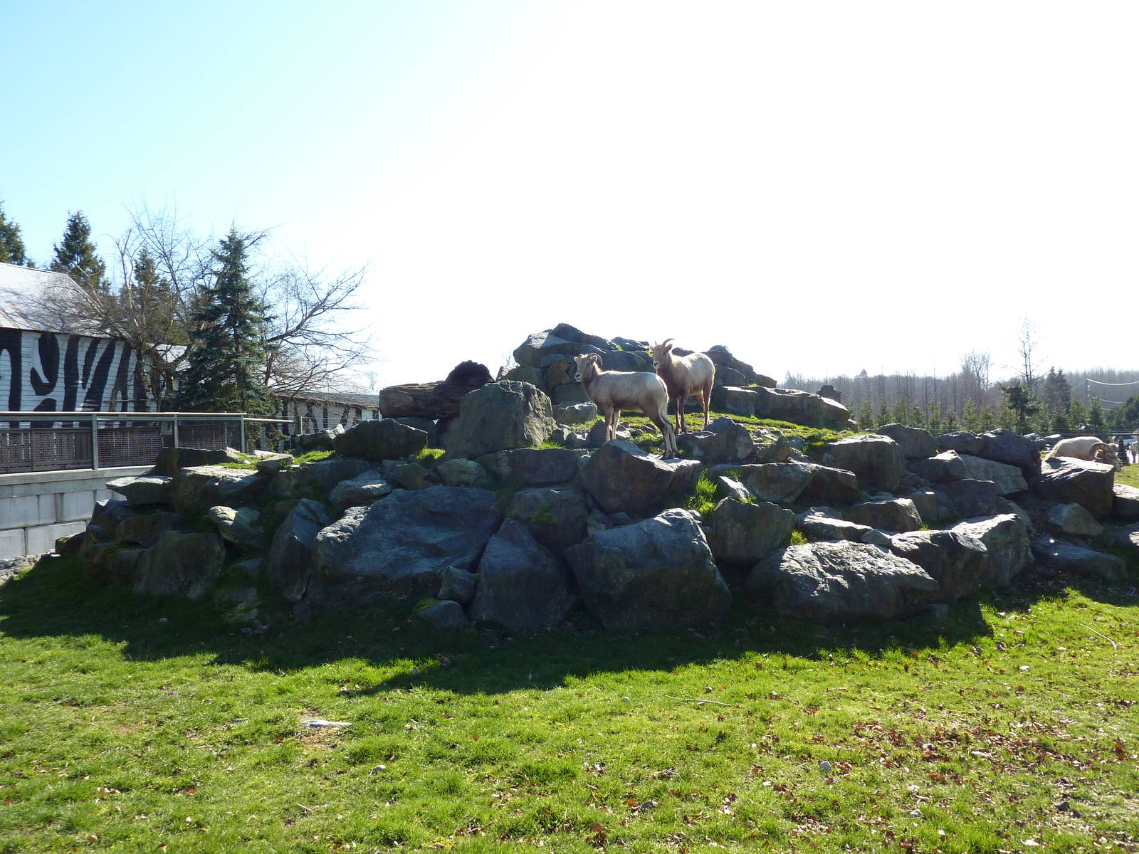 Bighorn Sheep Enclosure