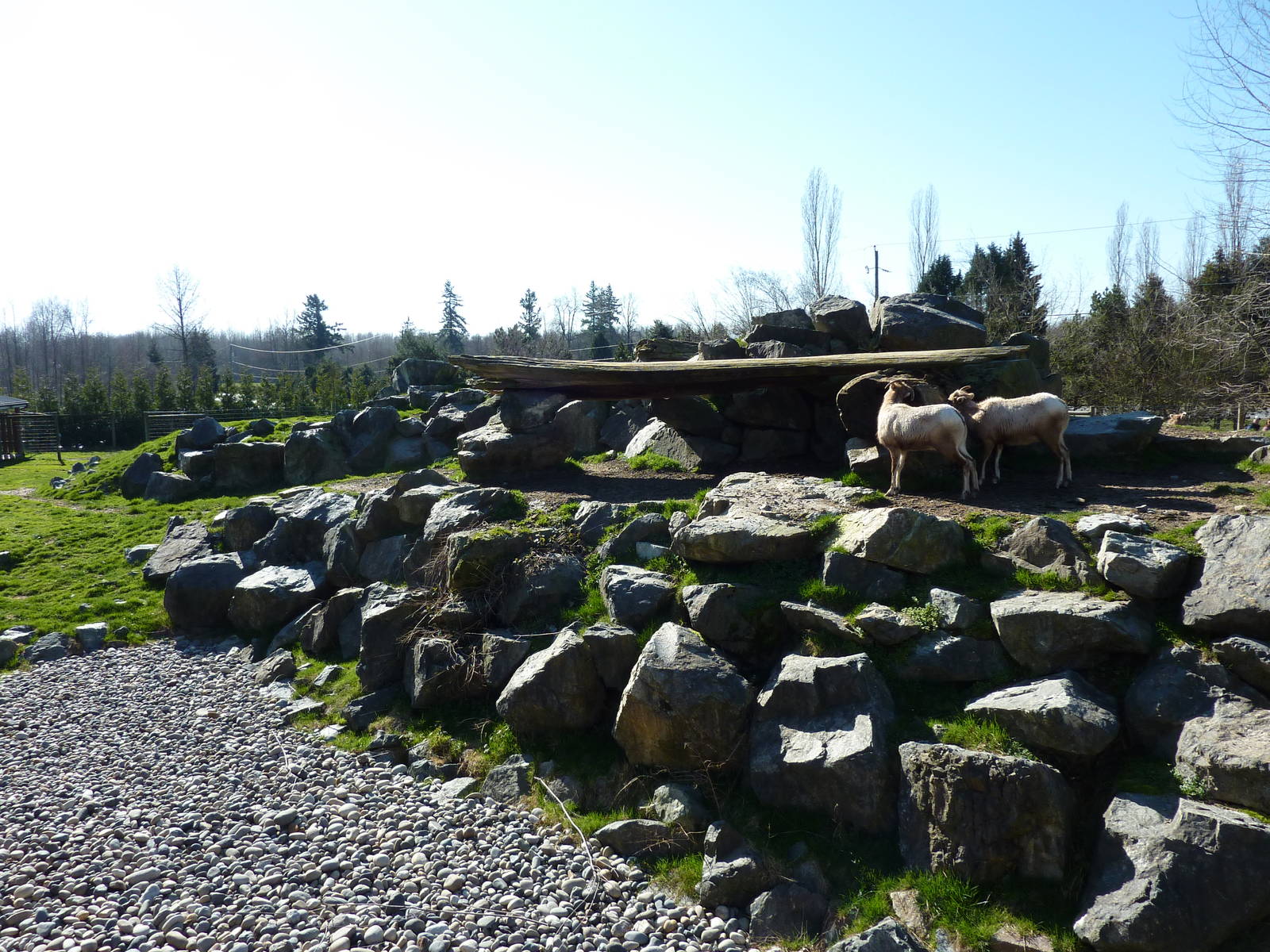 Bighorn Sheep Enclosure