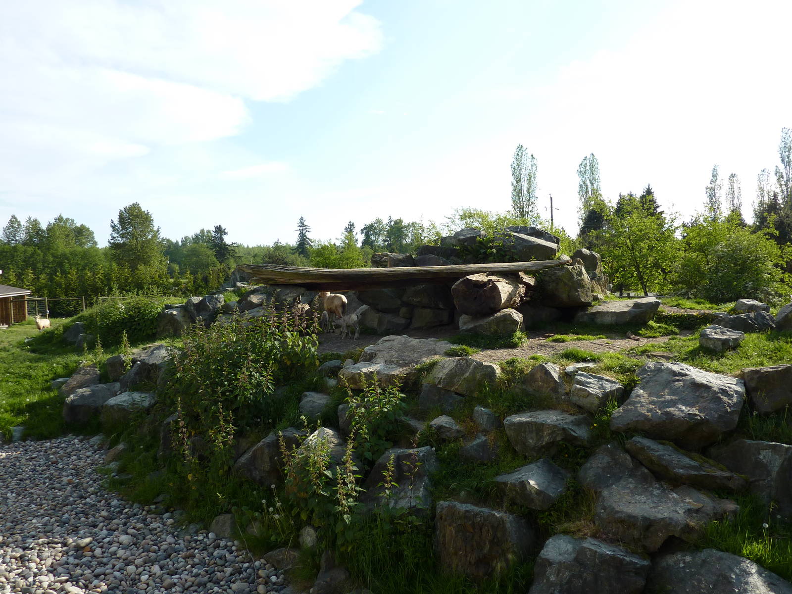 Bighorn Sheep Enclosure