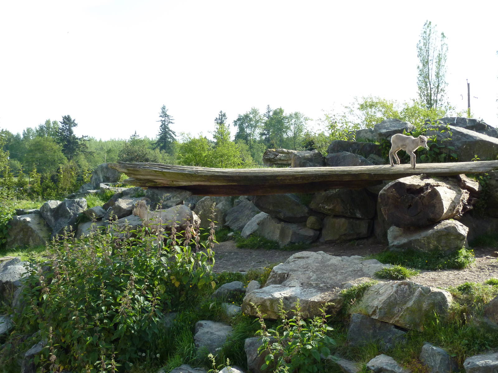 Bighorn Sheep Enclosure