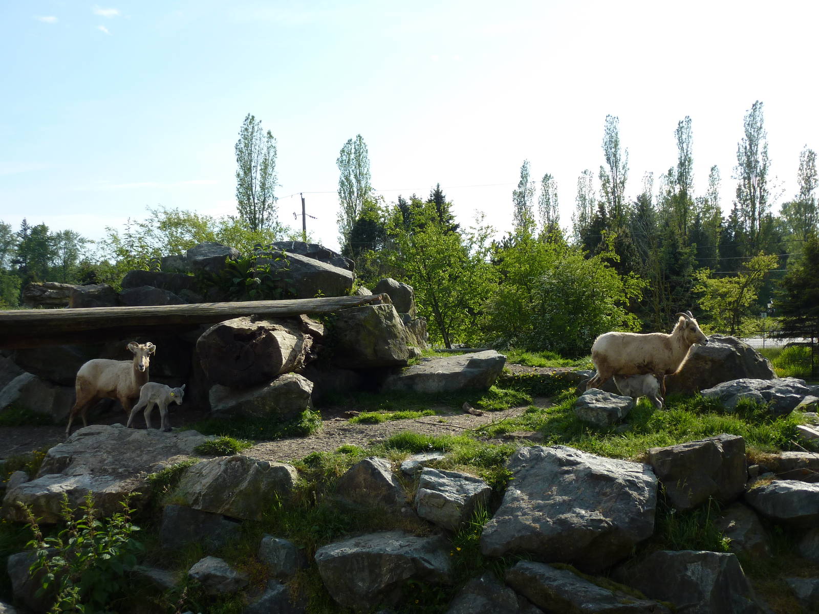 Bighorn Sheep Enclosure