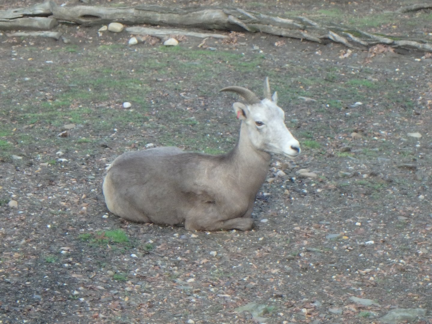 Bighorn sheep (ewe)