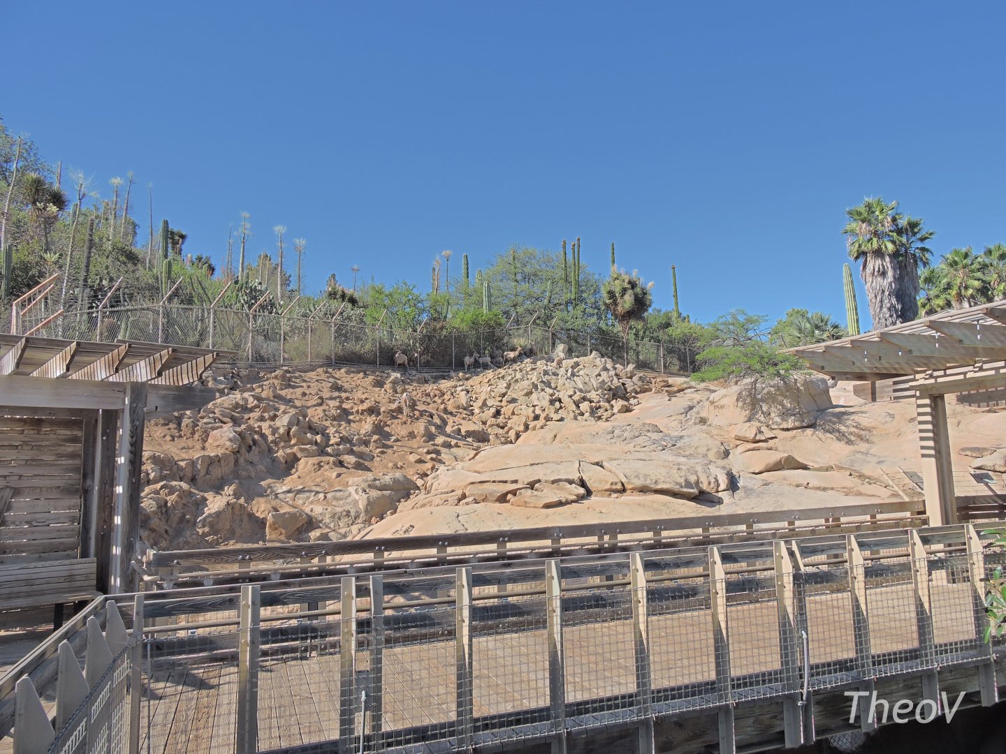 Bighorn sheep exhibit [2015]