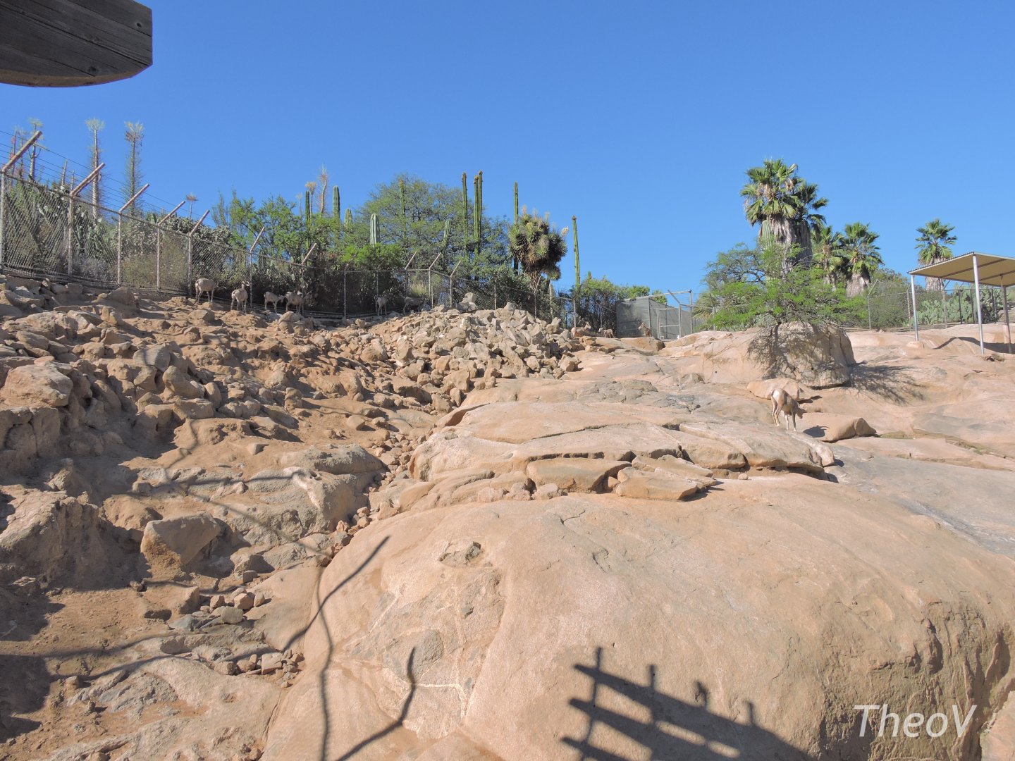 Bighorn sheep exhibit [2015]