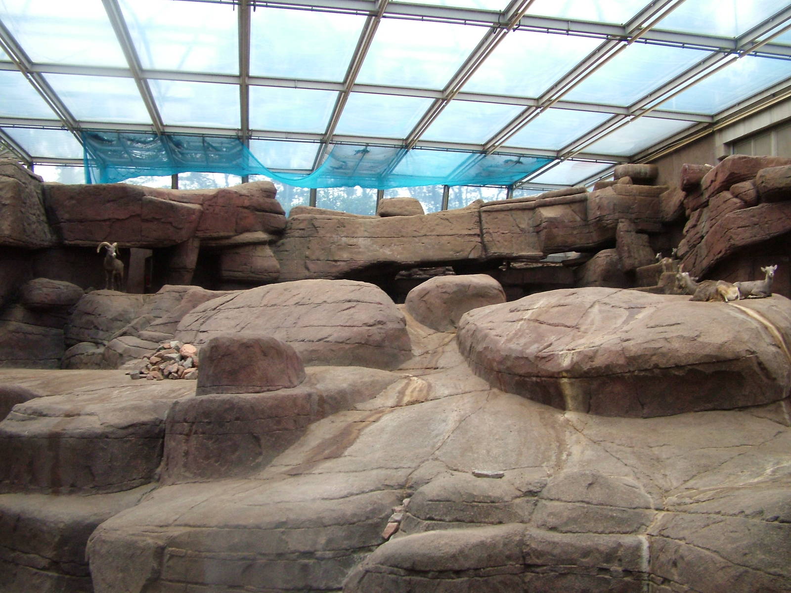 Bighorn Sheep Exhibit in Burgers Desert at Burgers Zoo Arnhem, 29/08/10