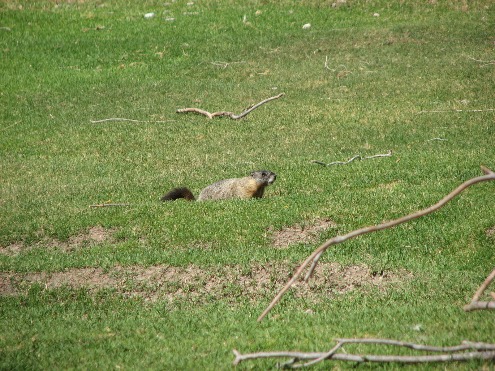 Bighorn Sheep Exhibit - Wild Yellow-Bellied Marmot