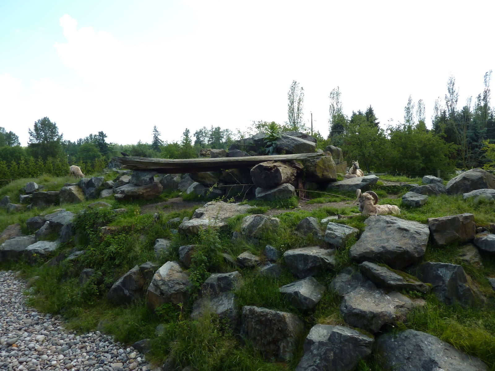 Bighorn Sheep Exhibit