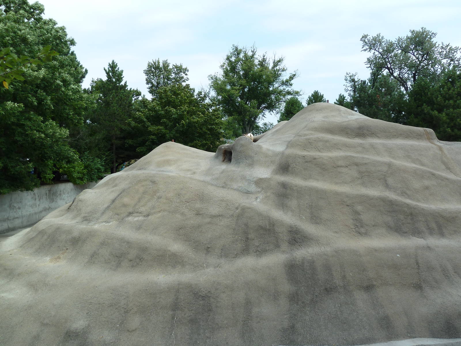 Bighorn Sheep Exhibit