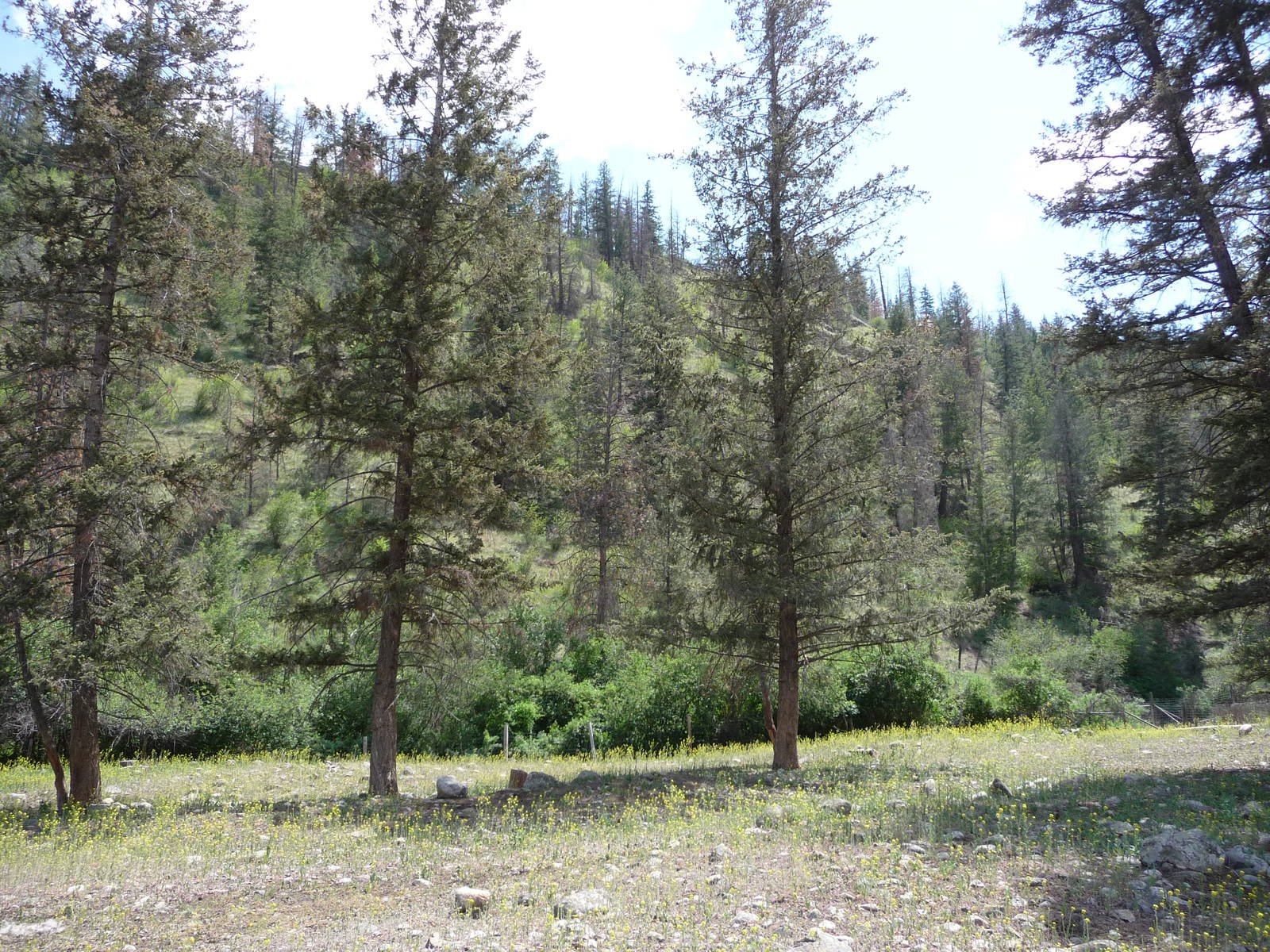 Bighorn Sheep Exhibit