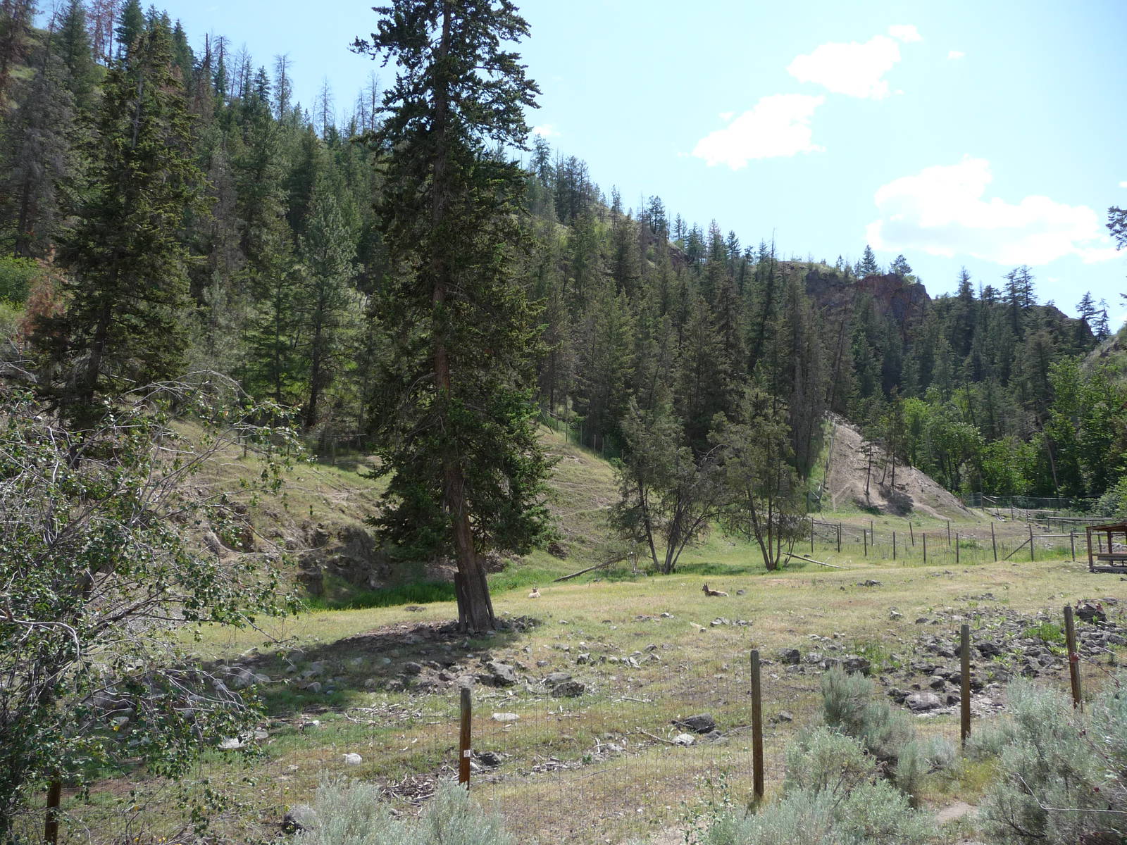 Bighorn Sheep Exhibit