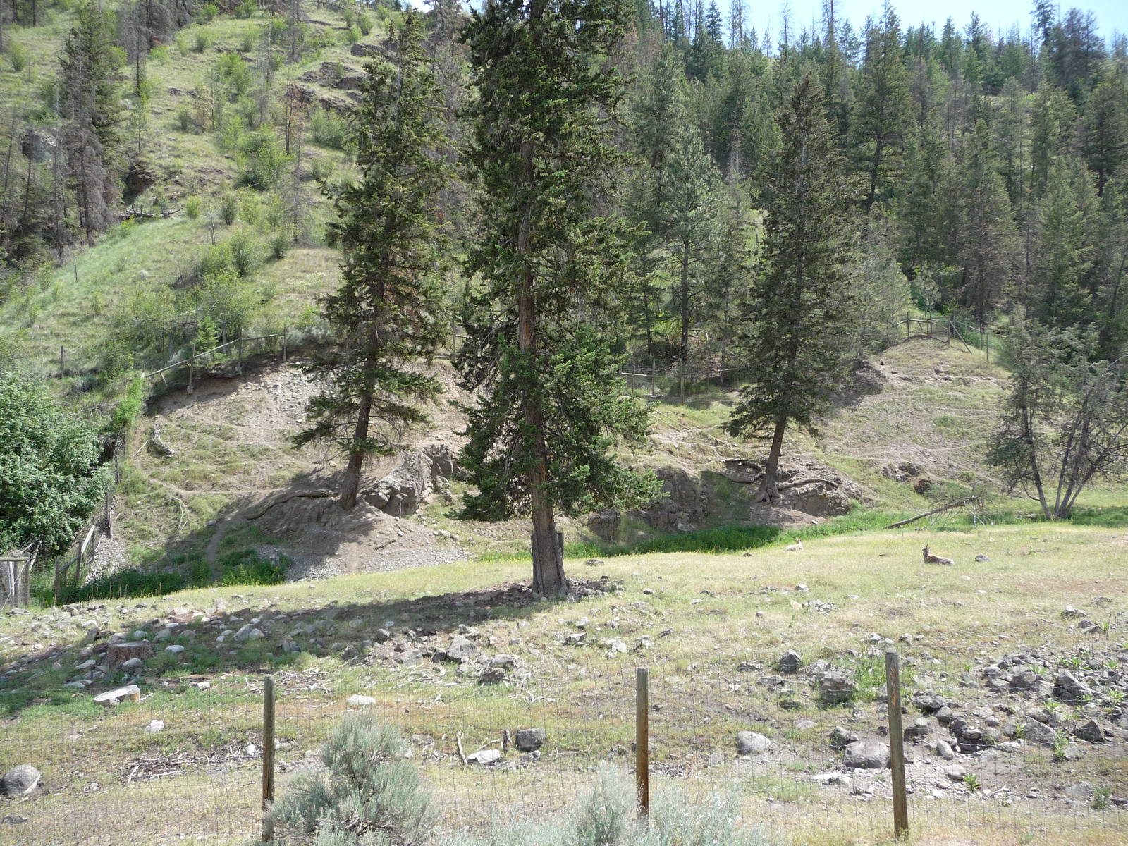 Bighorn Sheep Exhibit