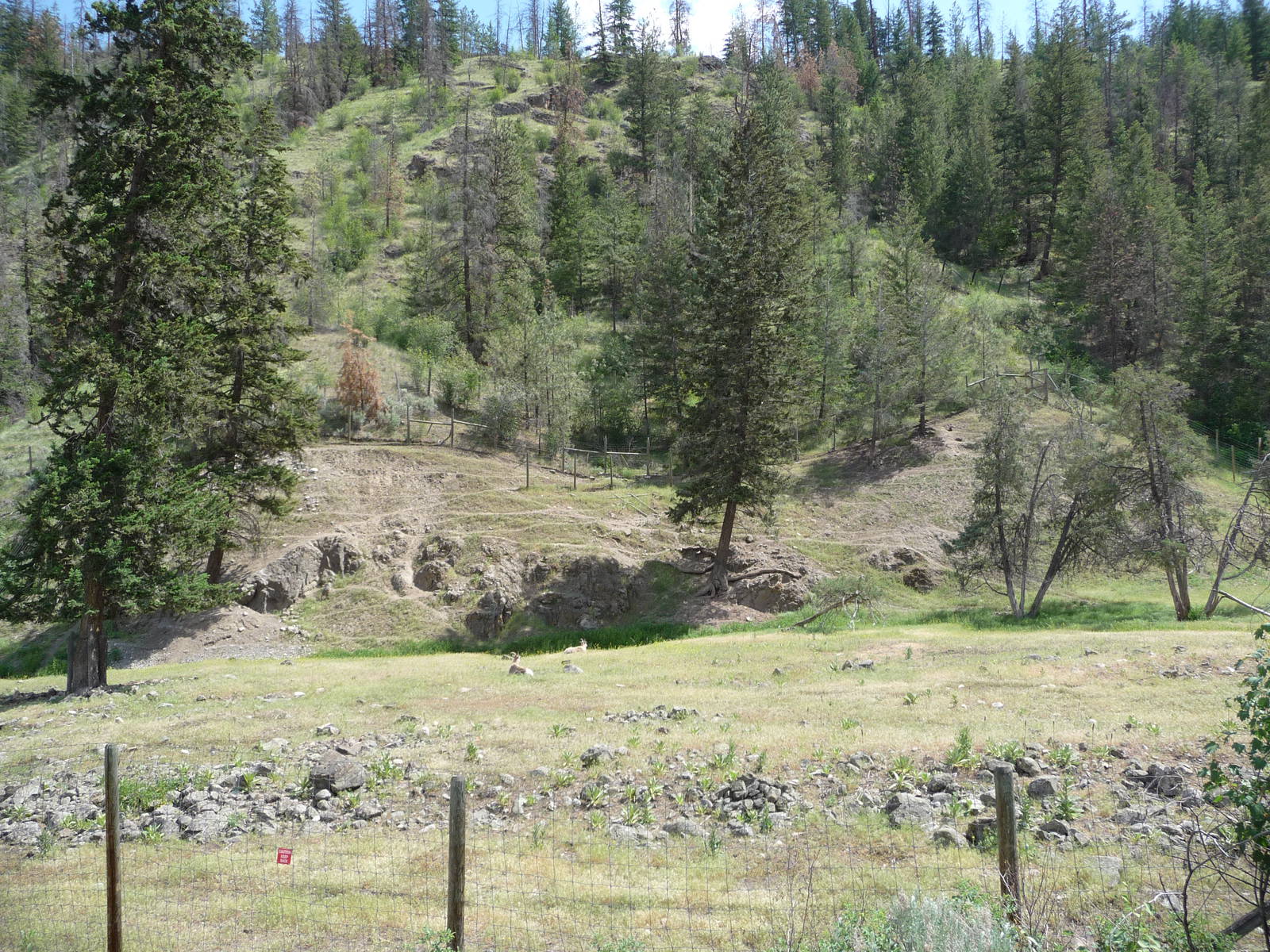 Bighorn Sheep Exhibit