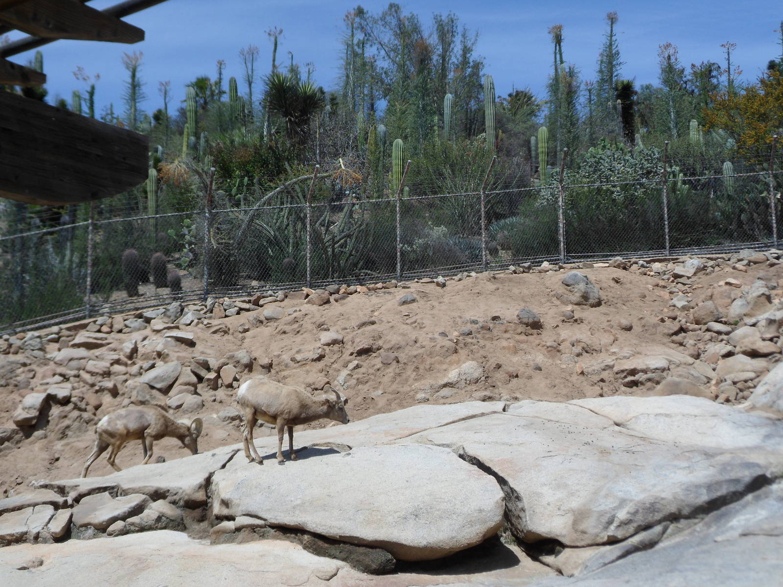 Bighorn Sheep Exhibit