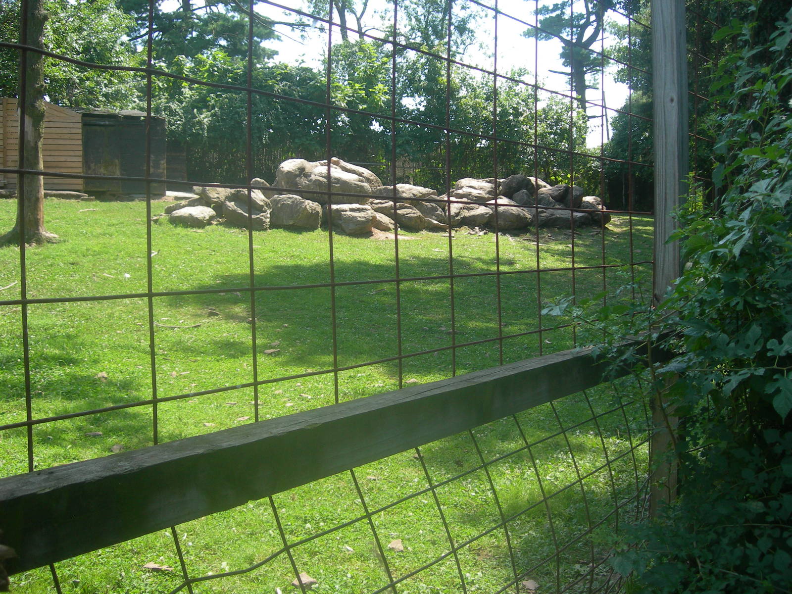 Bighorn Sheep Exhibit