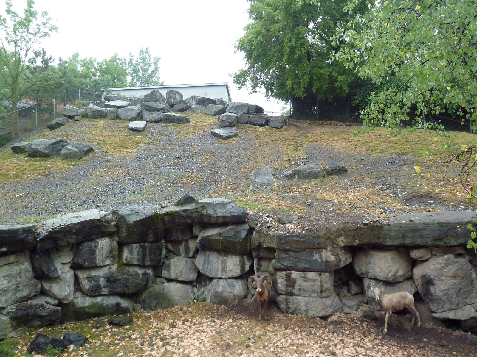 Bighorn Sheep Exhibit