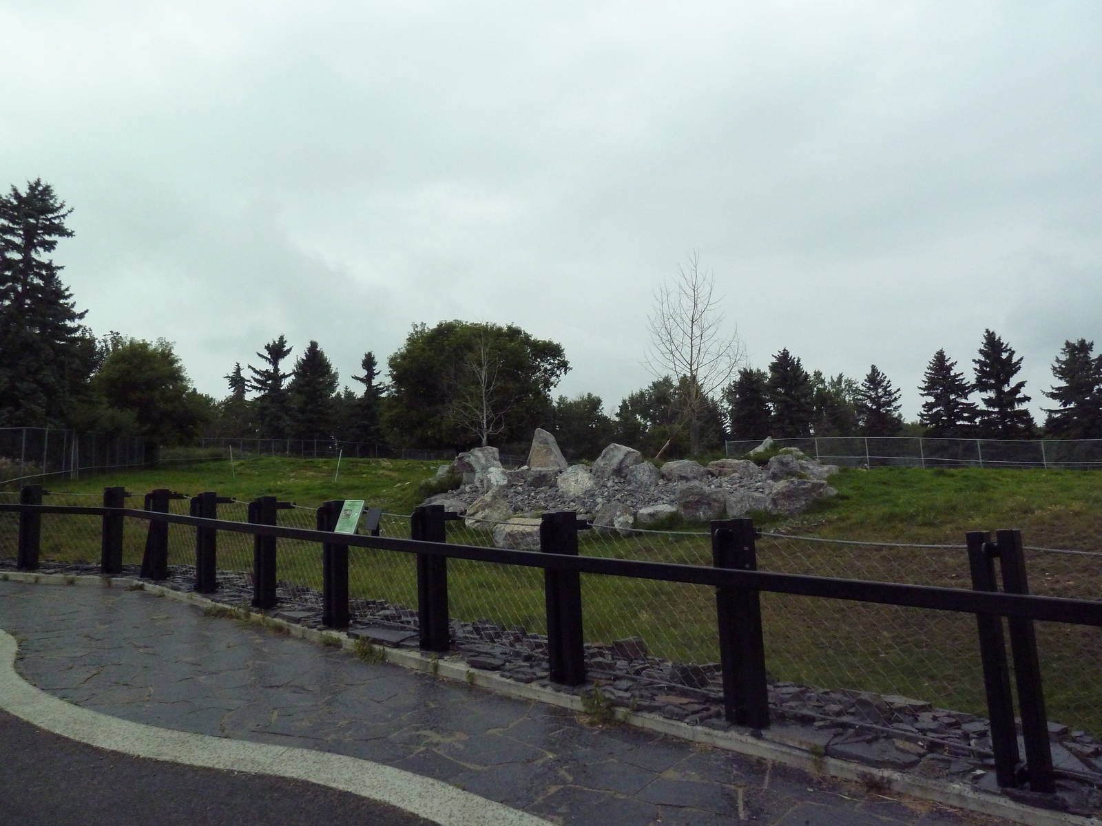 Bighorn Sheep Exhibit