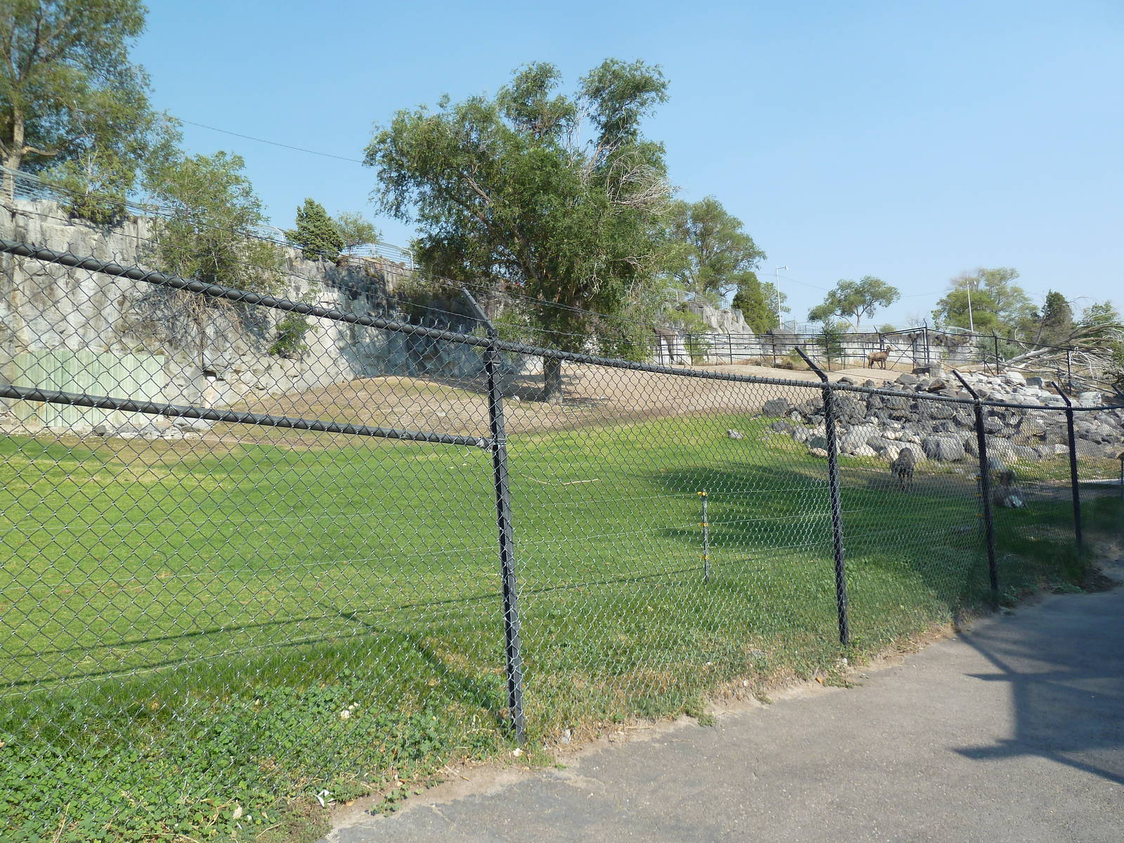 Bighorn Sheep Exhibit