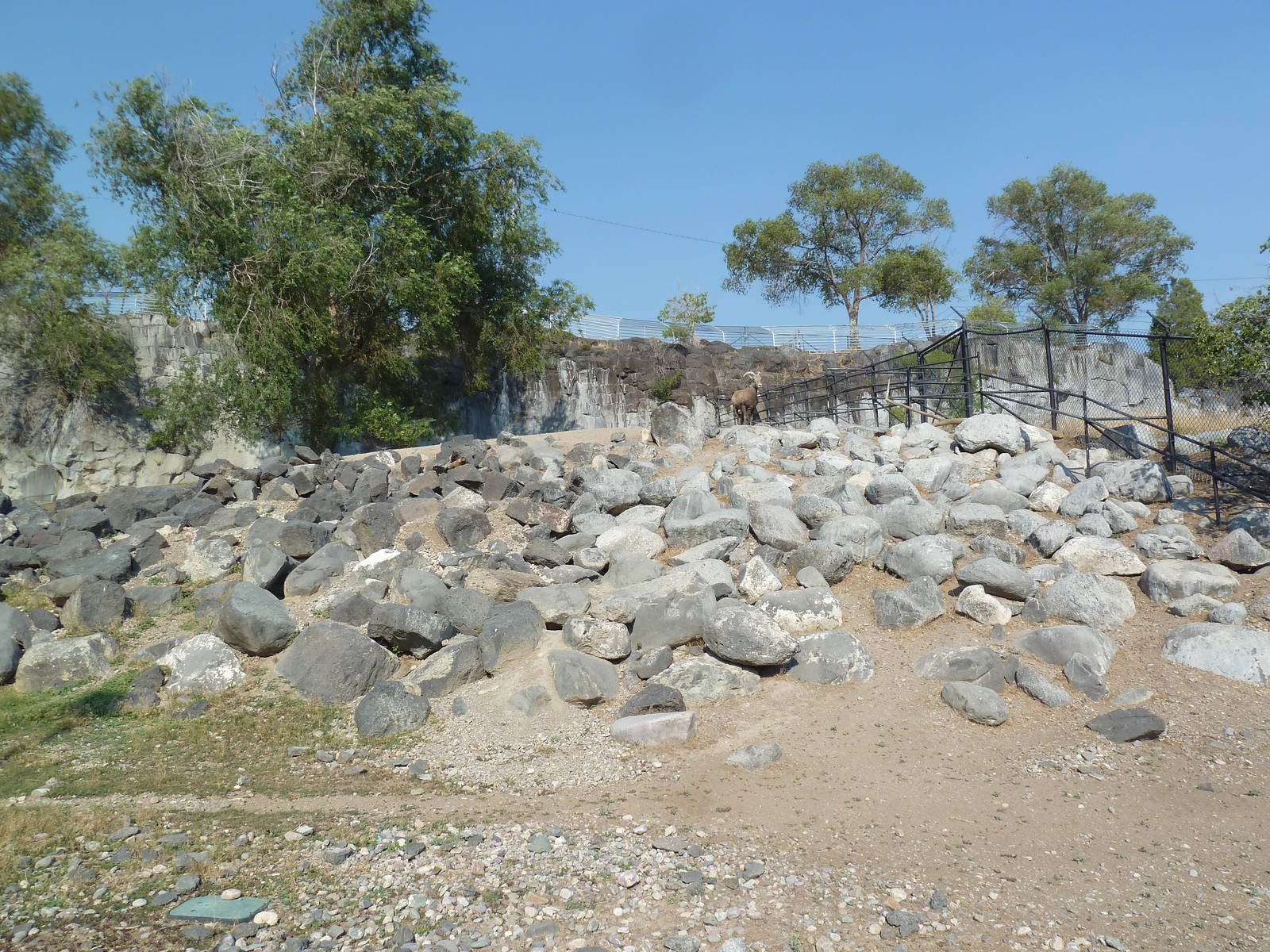 Bighorn Sheep Exhibit