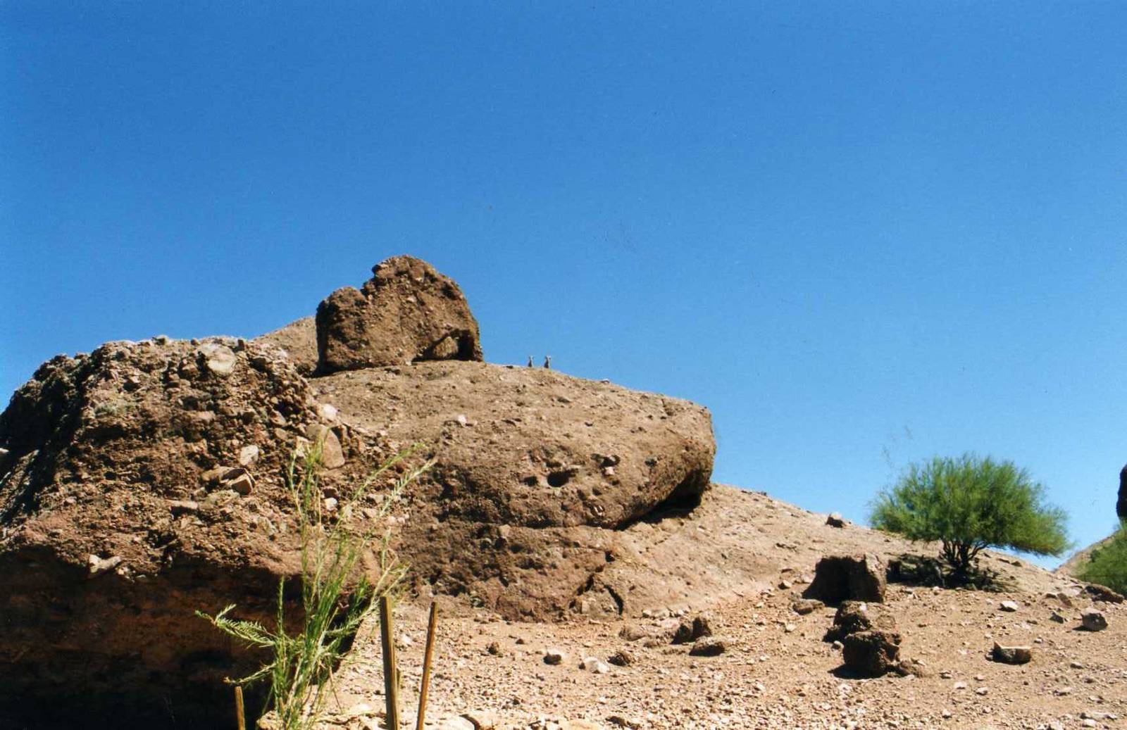 Bighorn sheep Exhibit