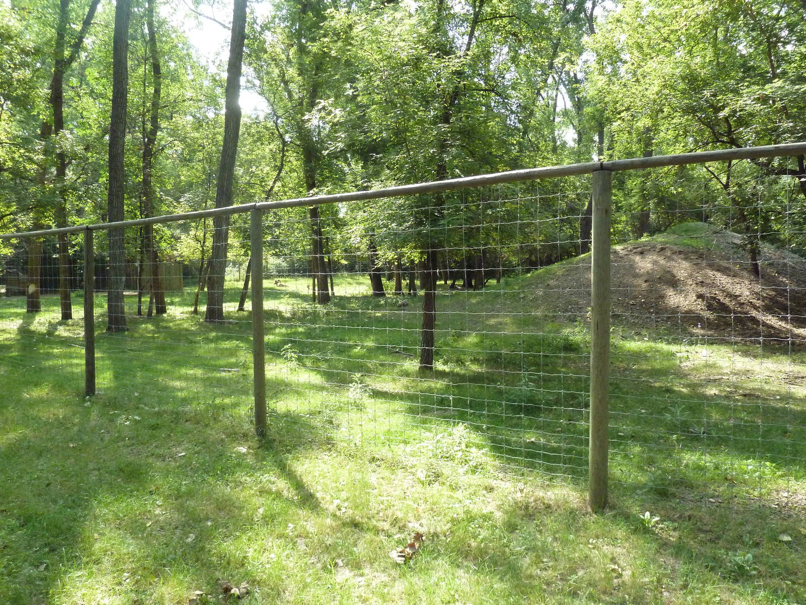 Bighorn Sheep Exhibit