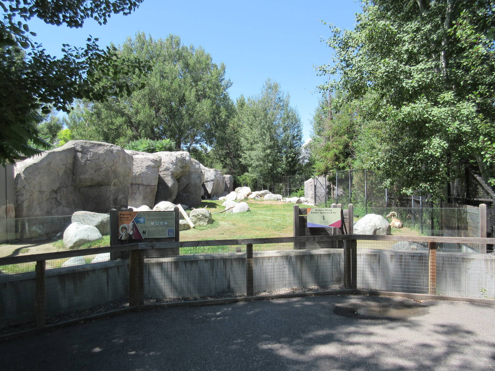 Bighorn Sheep Exhibit