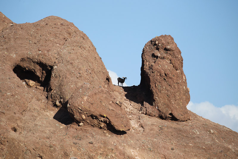 Bighorn sheep exhibit