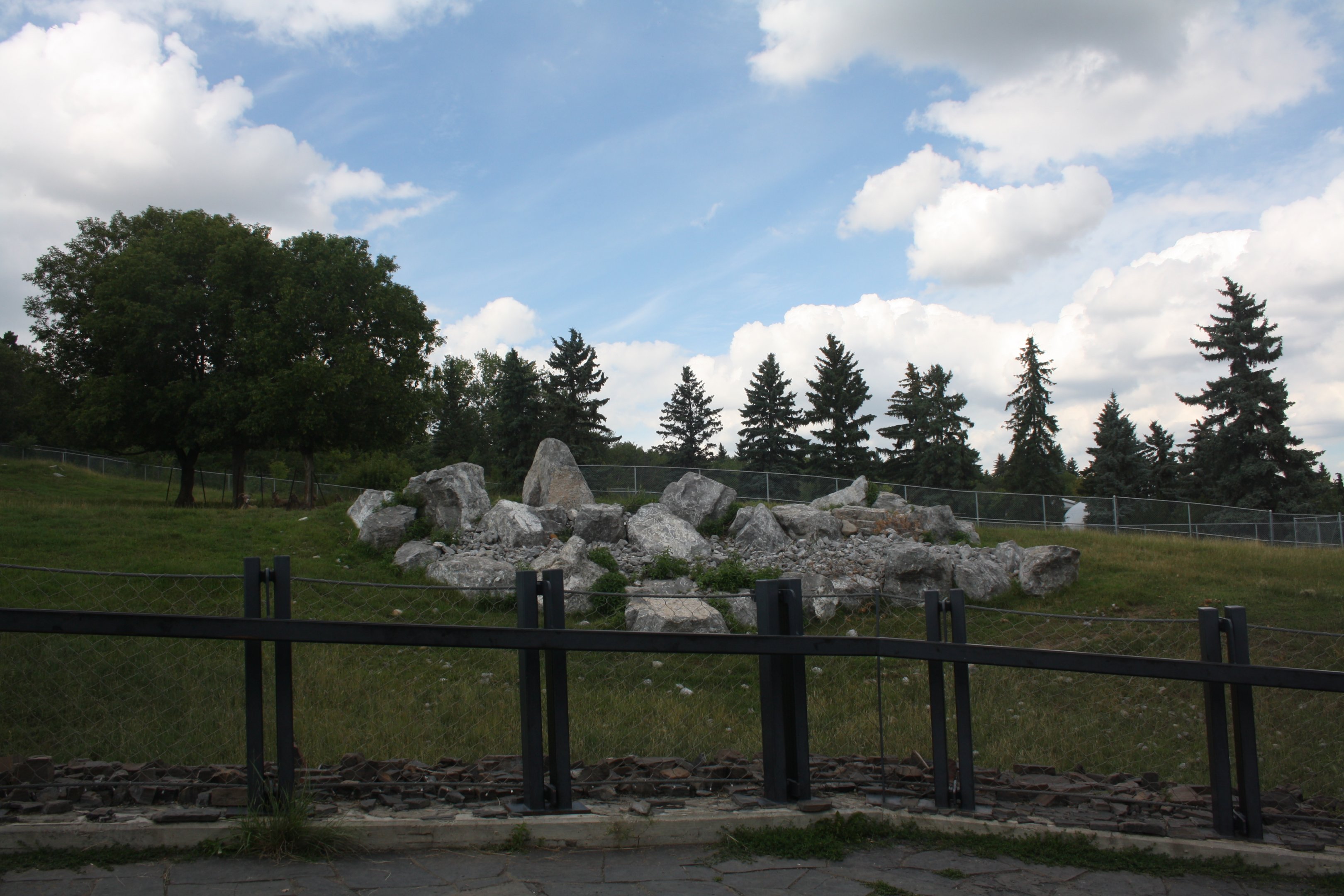 Bighorn Sheep Exhibit