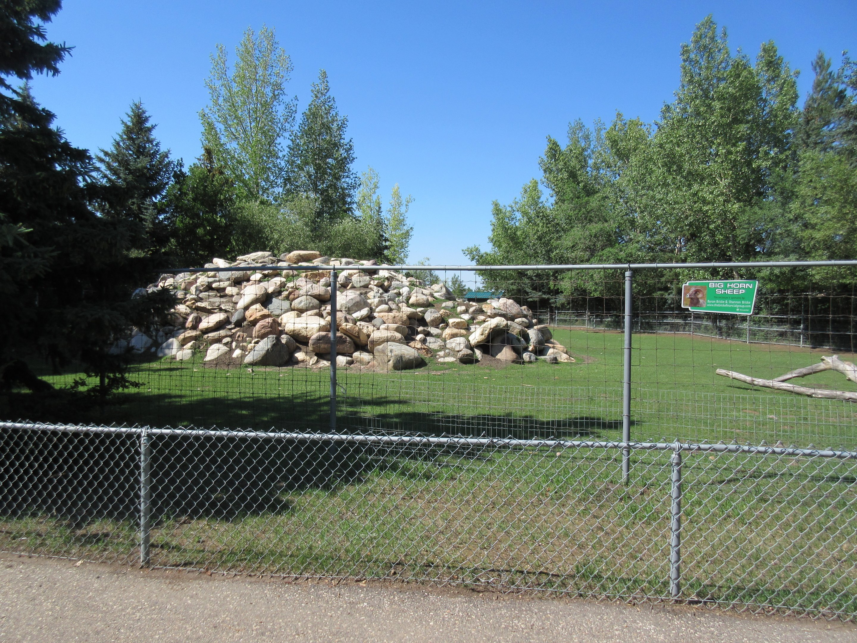 Bighorn Sheep Exhibit