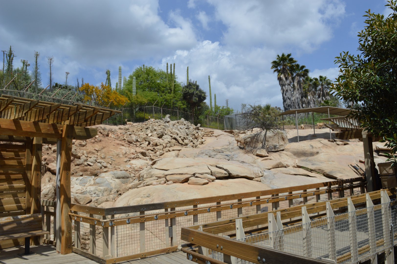 Bighorn Sheep Exhibit