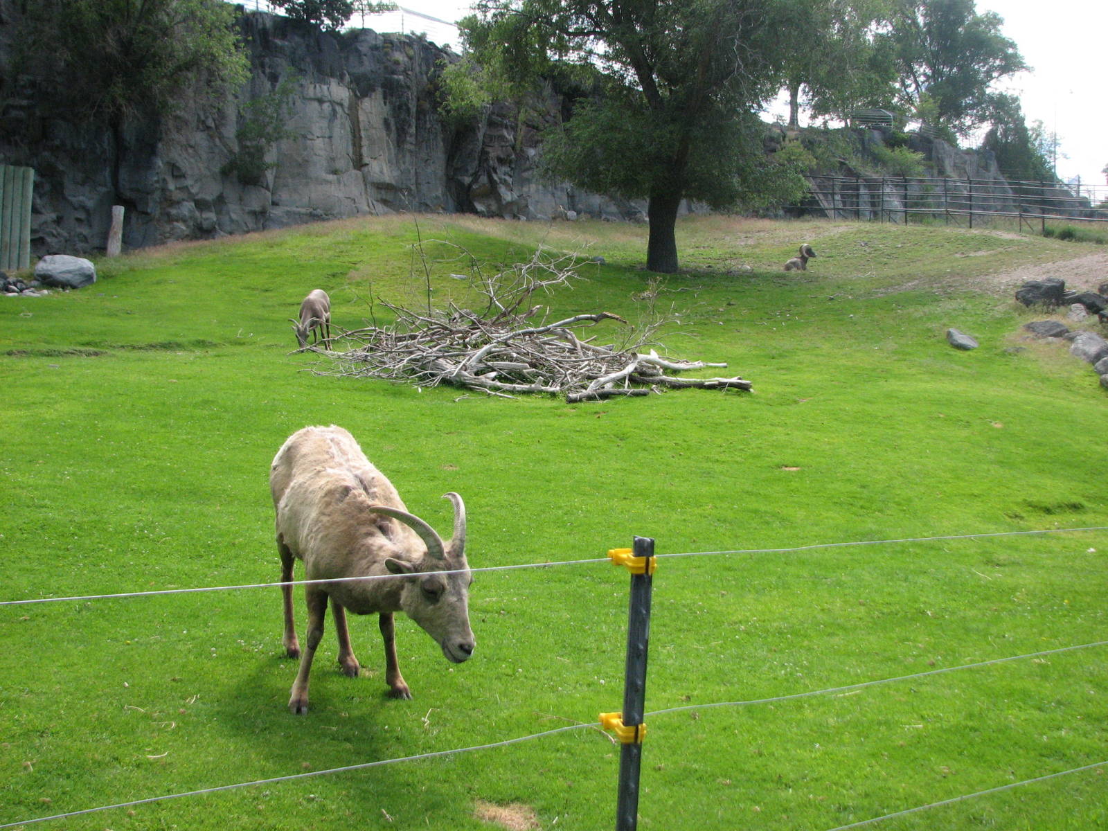 Bighorn Sheep Exhibit