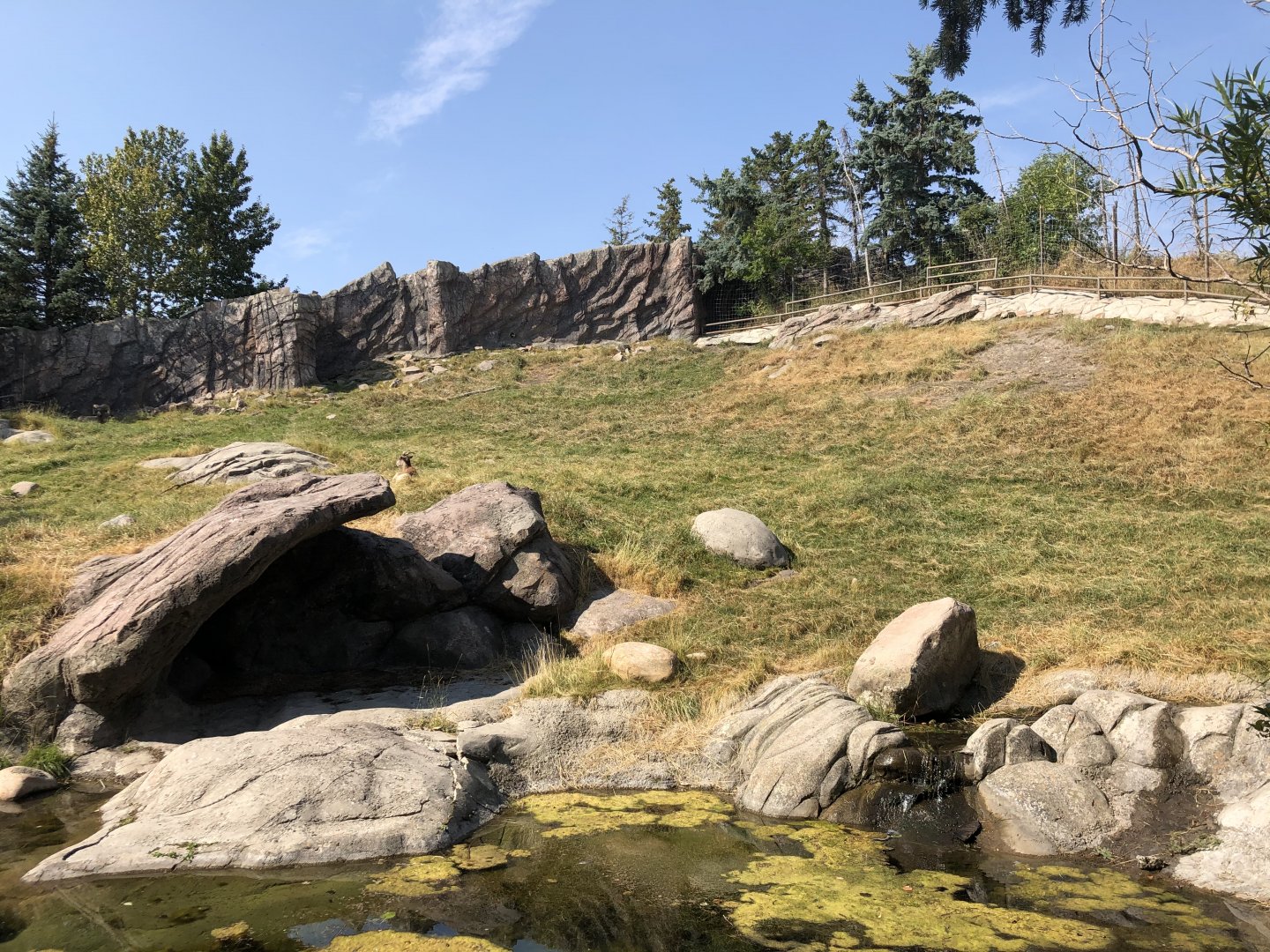 Bighorn Sheep Exhibit