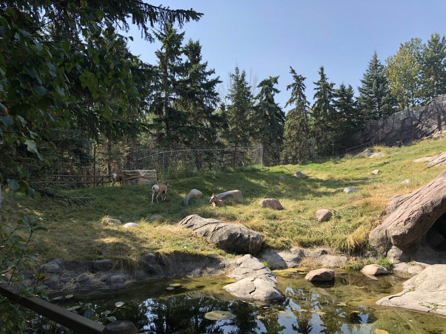 Bighorn Sheep Exhibit