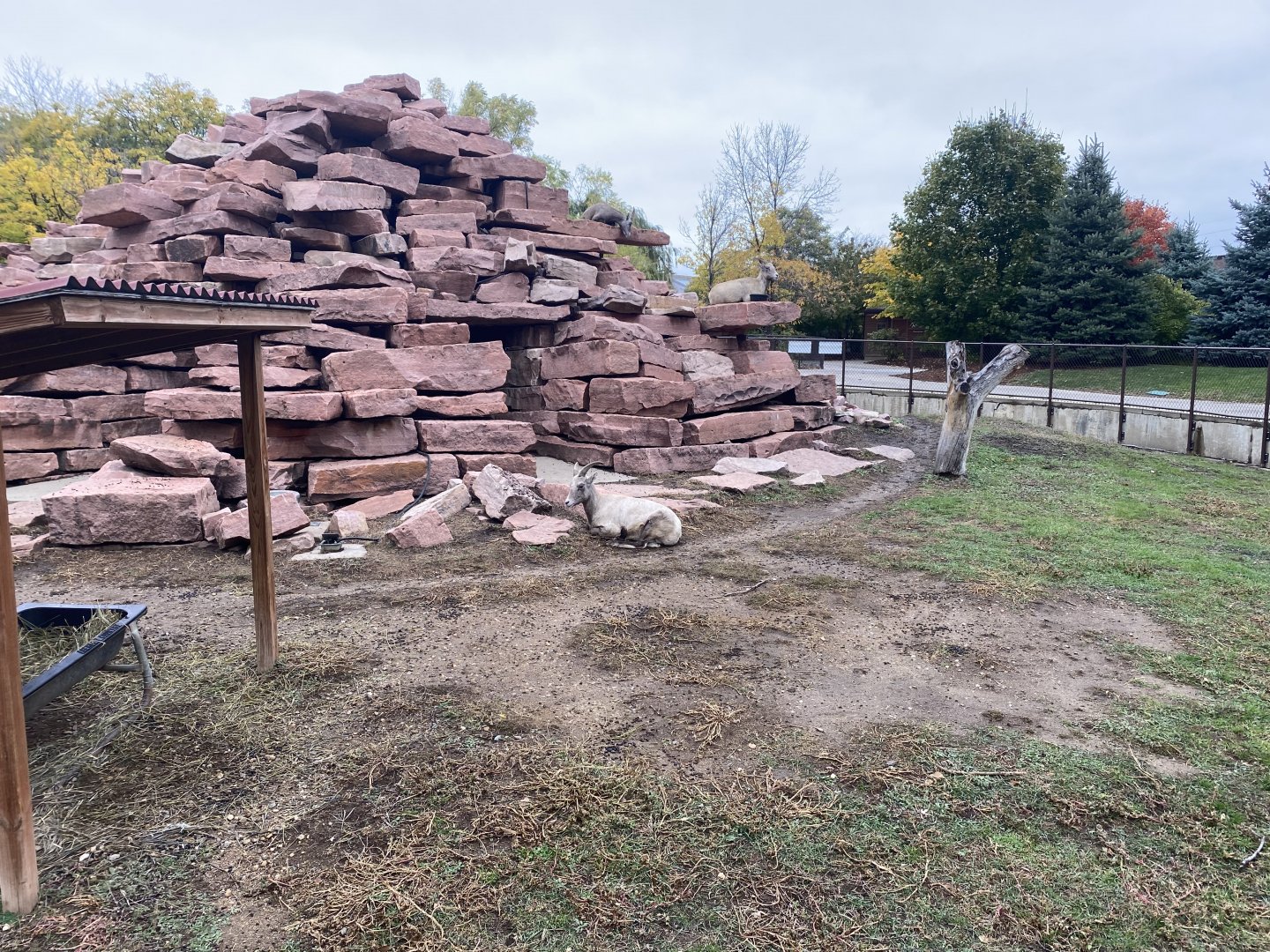 Bighorn Sheep Exhibit