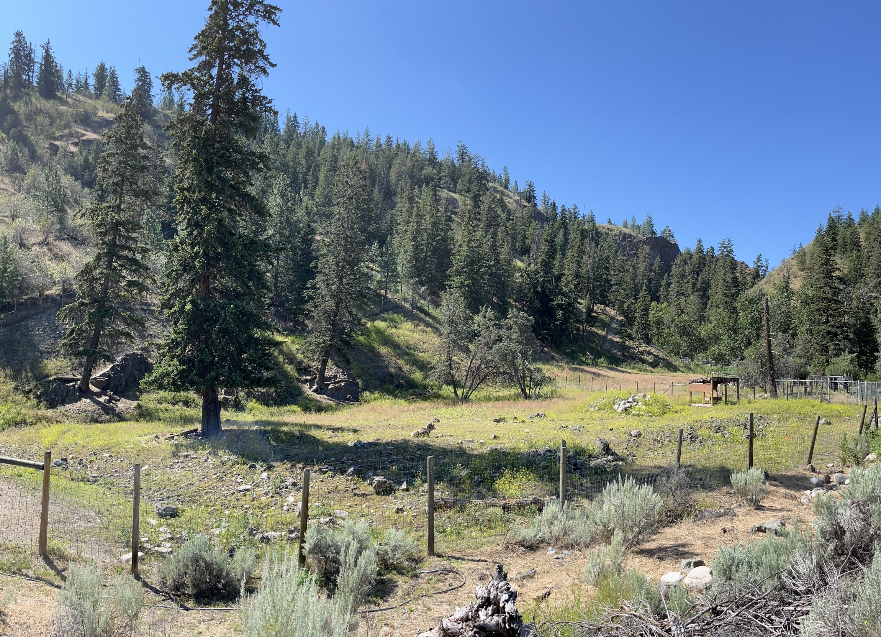 Bighorn Sheep Exhibit